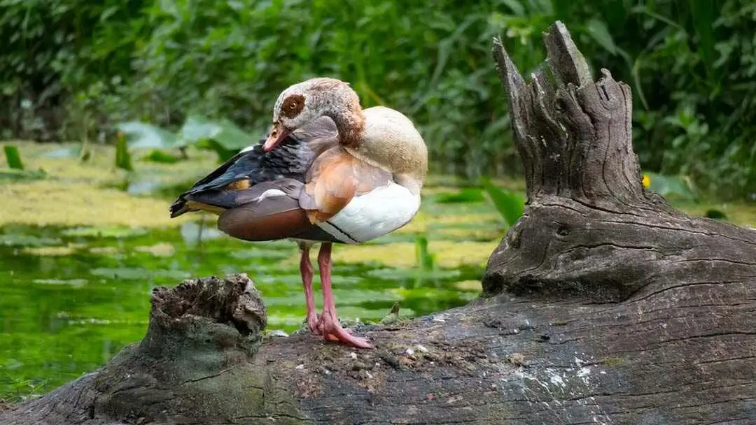 Egyptian Goose